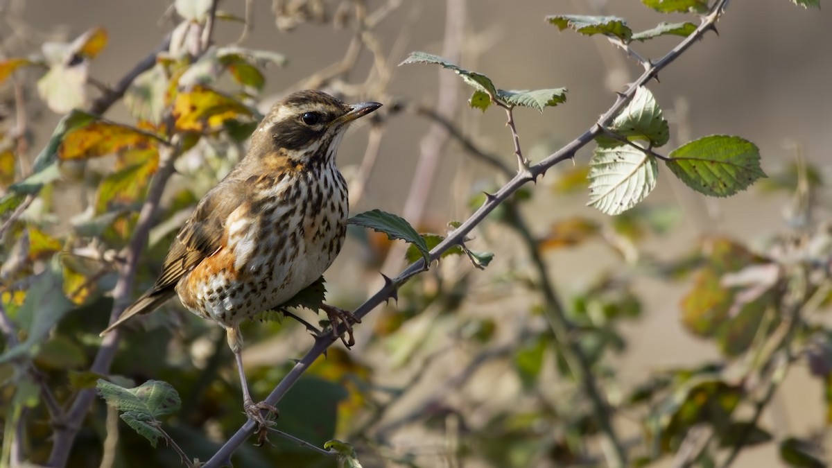 Redwing - ML208396641