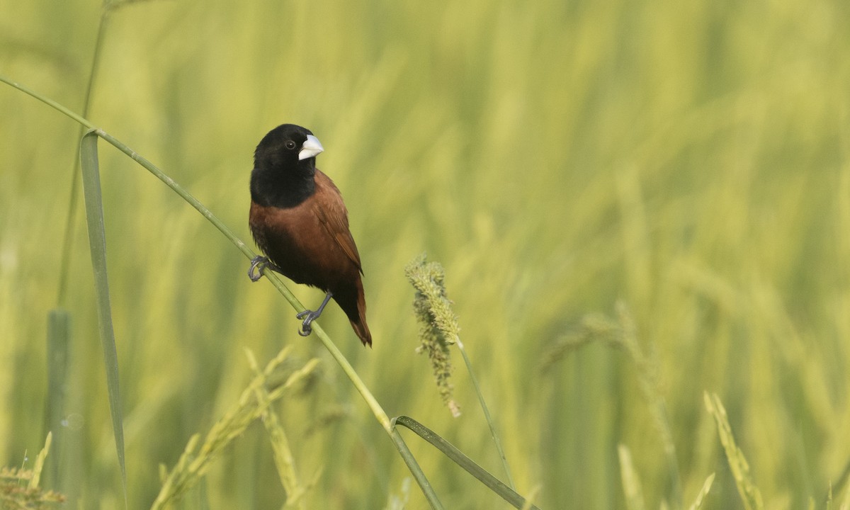 Chestnut Munia - ML208397111