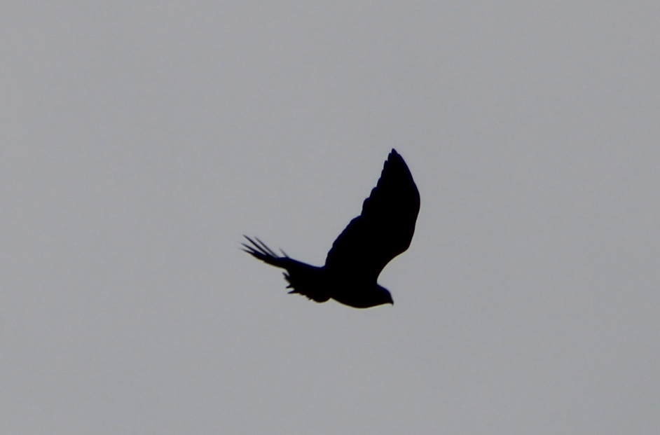 Short-tailed Hawk - Derek LaFlamme