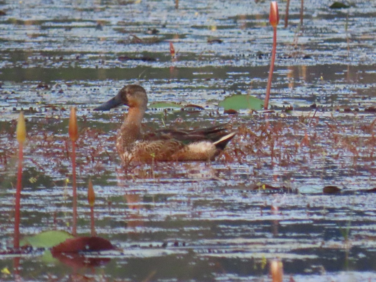 Northern Shoveler - shyamkumar puravankara