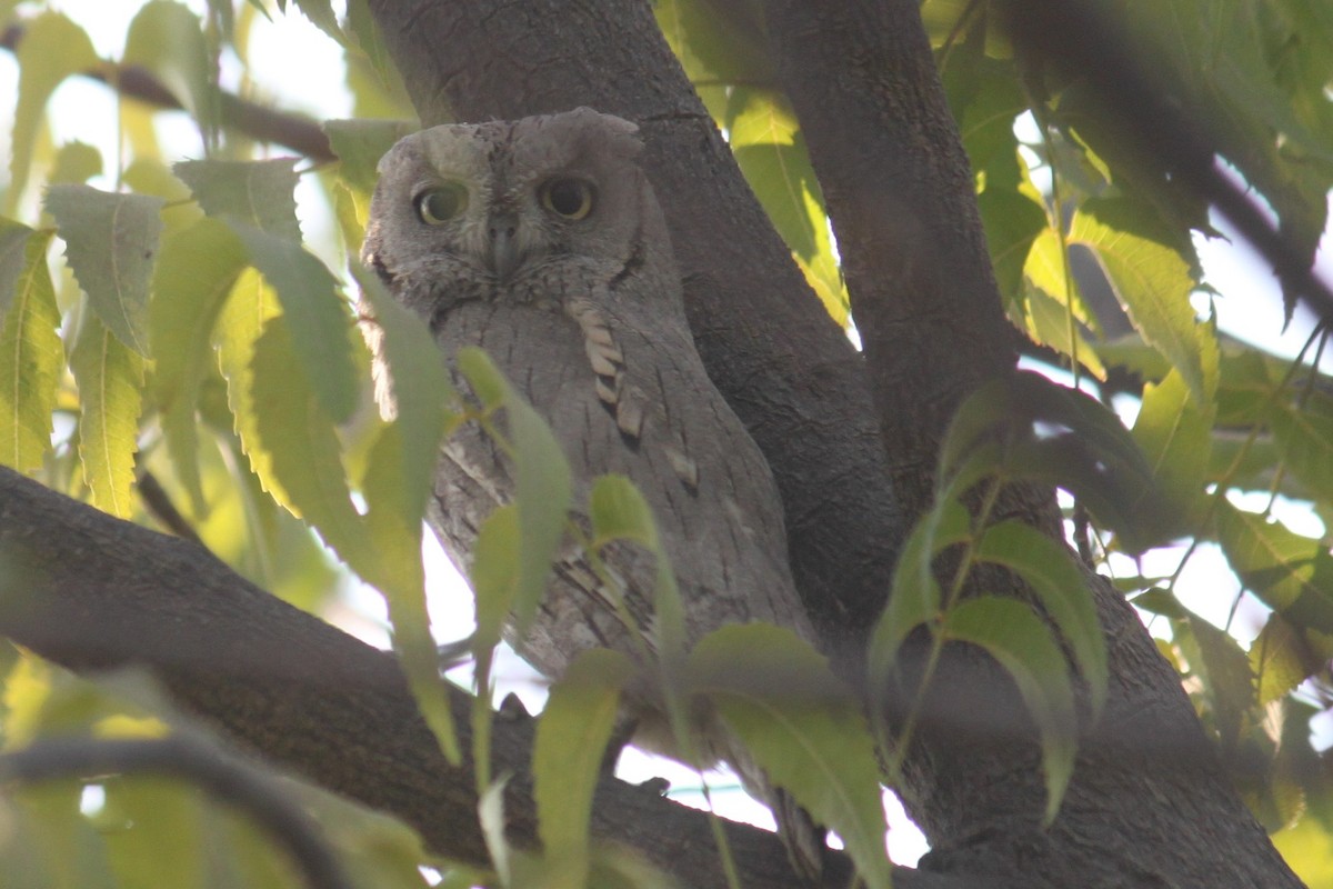 Pallid Scops-Owl - ML208402341