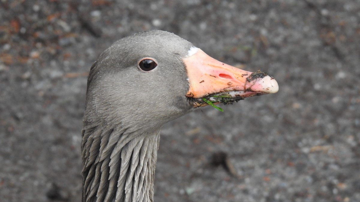 Graylag Goose - ML208403601
