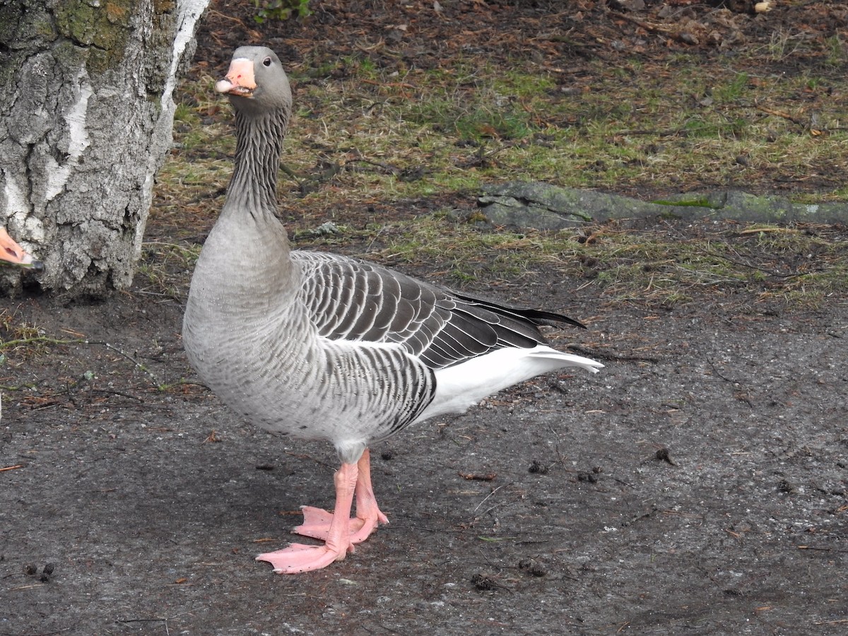 Graylag Goose - ML208403621
