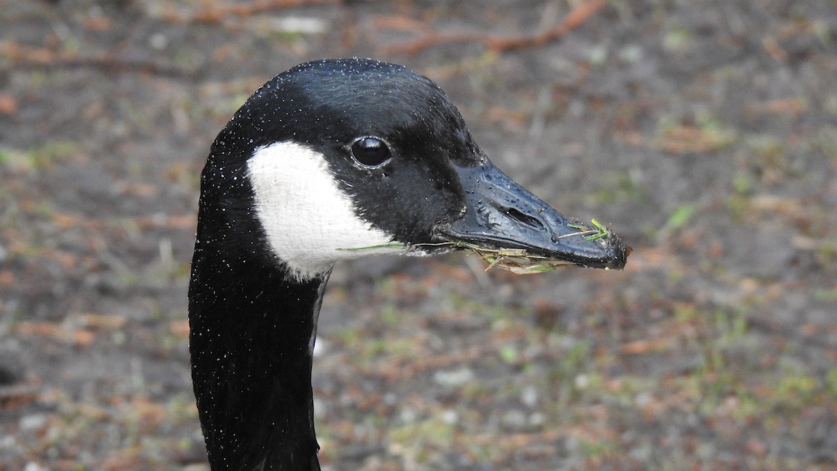 Canada Goose - ML208403651