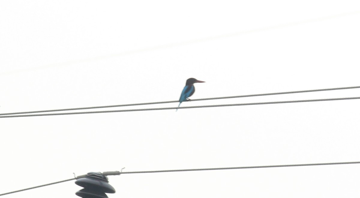 White-throated Kingfisher - ML20840391