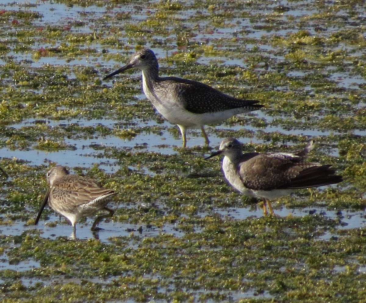 Greater Yellowlegs - Susan Young