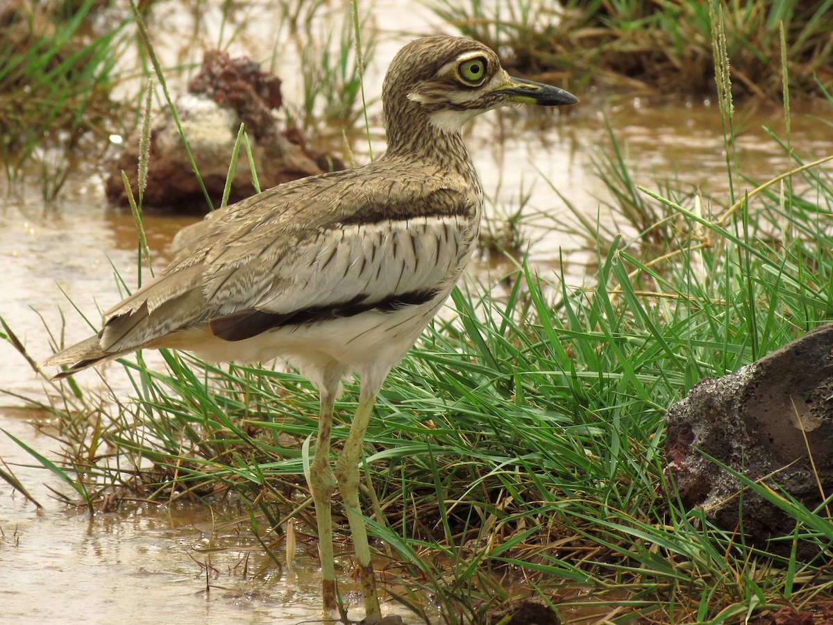 Water Thick-knee - ML208404681