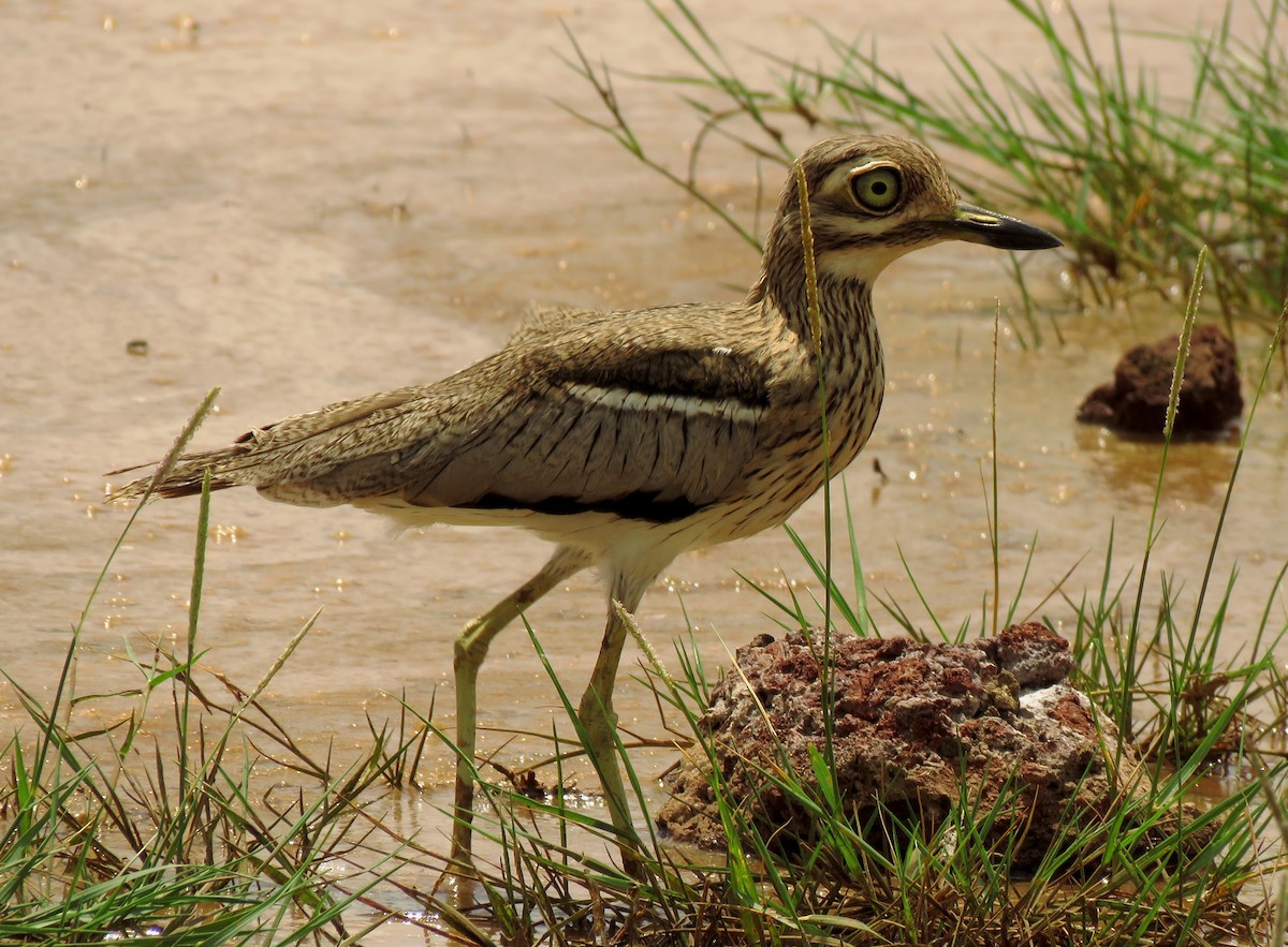 Water Thick-knee - ML208404691