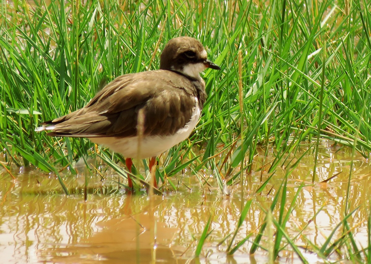 Little Ringed Plover - ML208404911