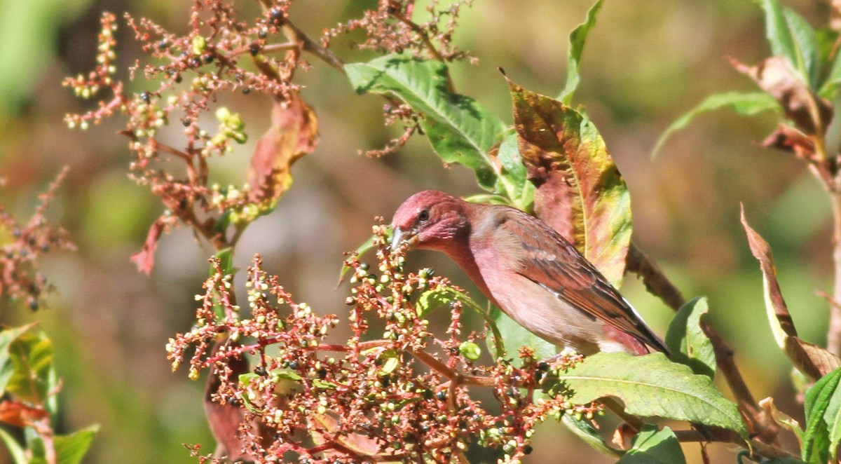 Common Rosefinch - Mark  Hogarth