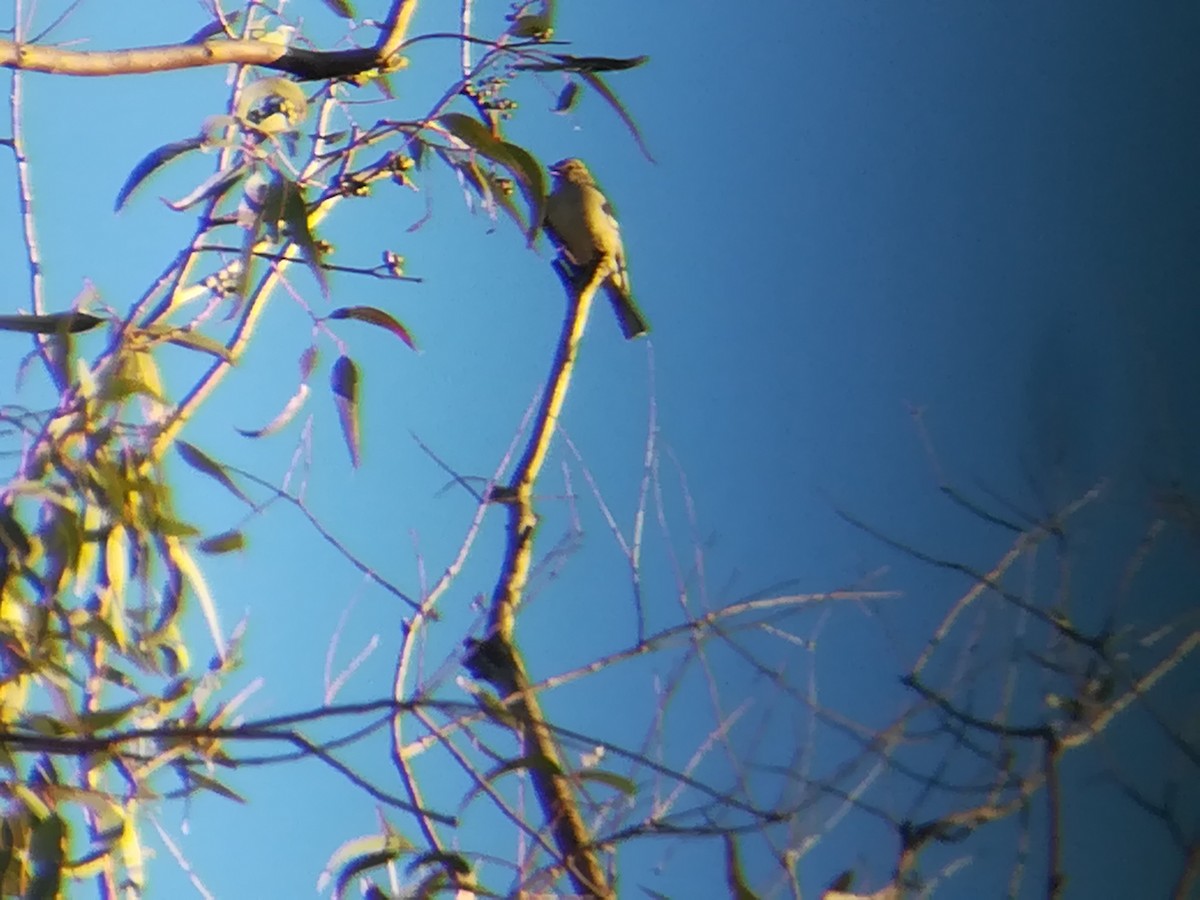 Common Chaffinch - ML208405411