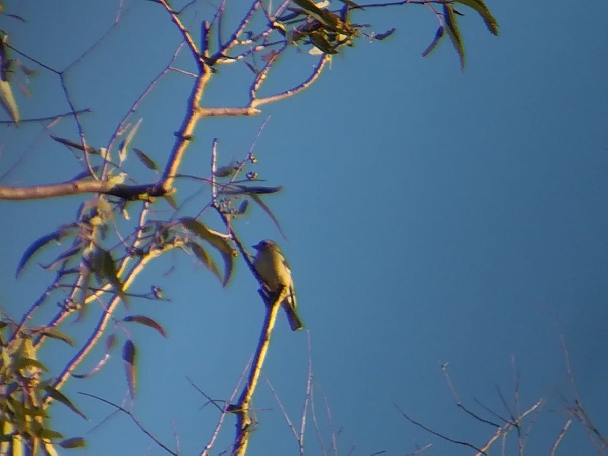 Common Chaffinch - ML208405631