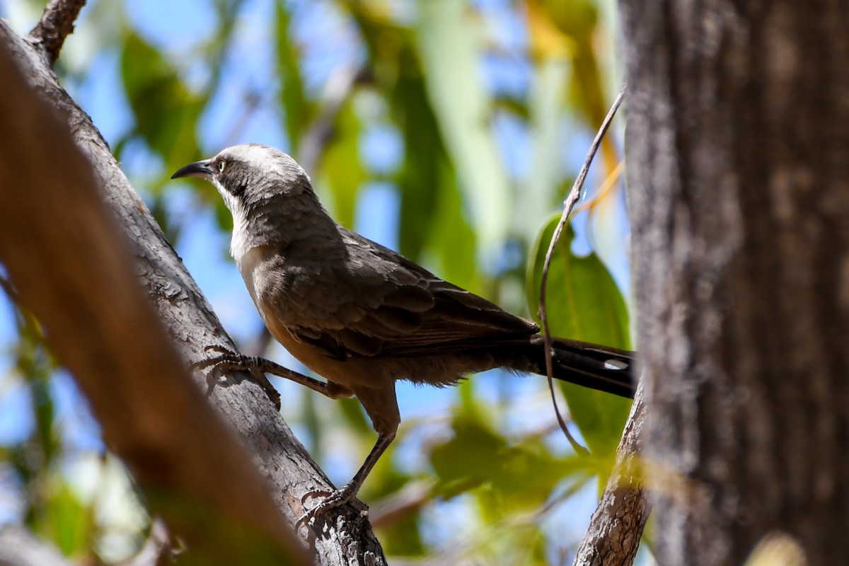 Gray-crowned Babbler - Alison Bentley