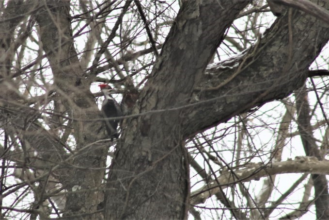 Pileated Woodpecker - ML208408271