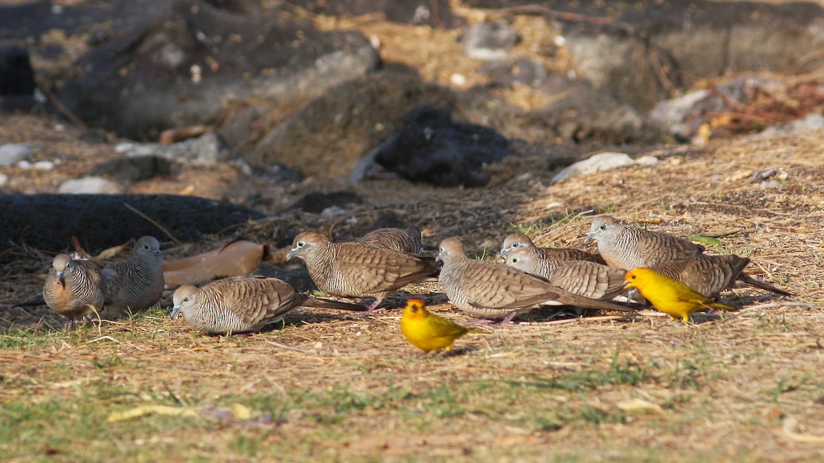 斑馬鳩 - ML20841041