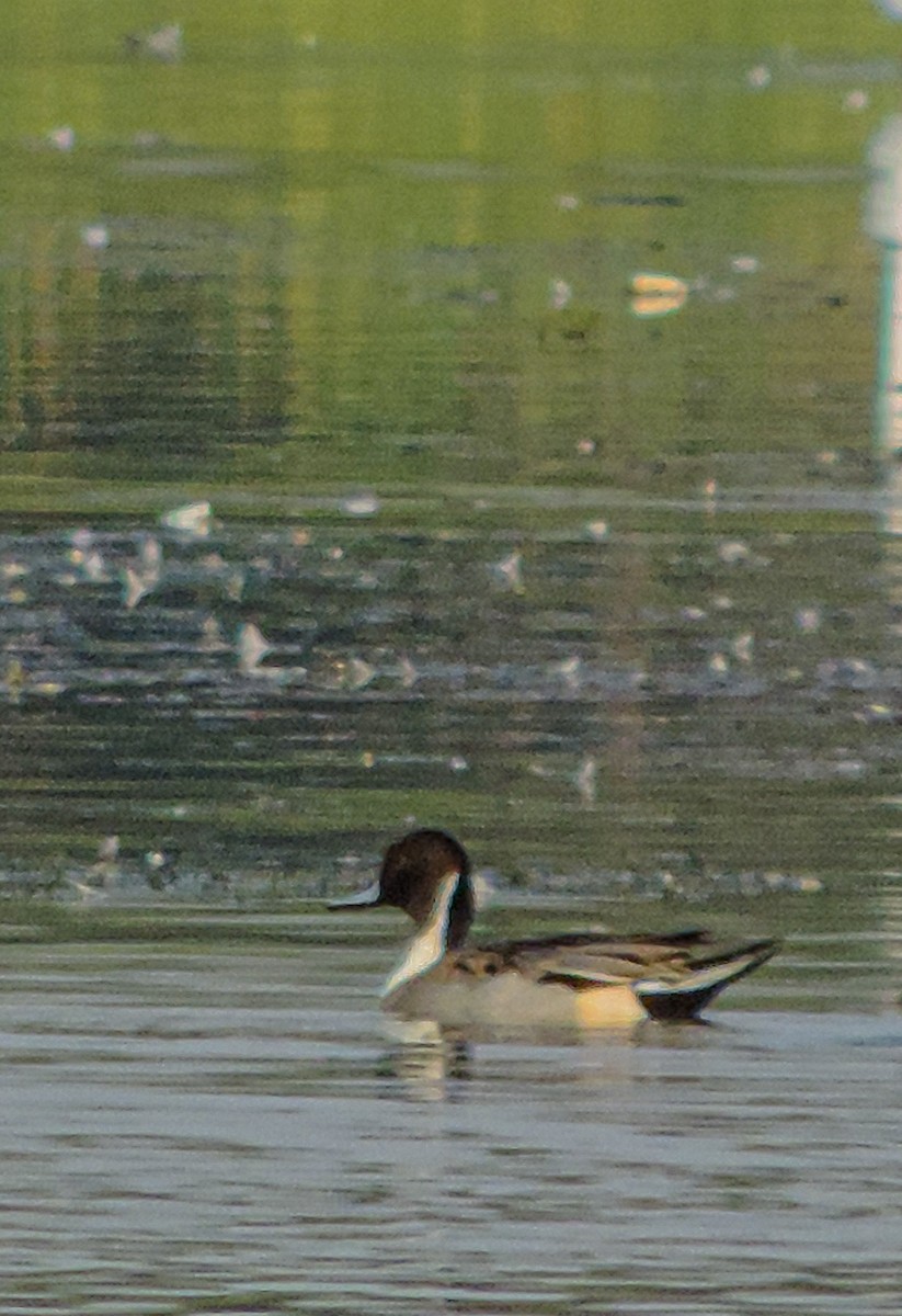 Northern Pintail - ML208411031