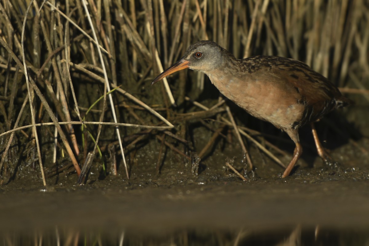 Virginia Rail - ML208411051