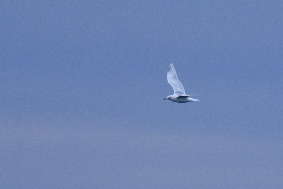 Iceland Gull (kumlieni) - ML208411451