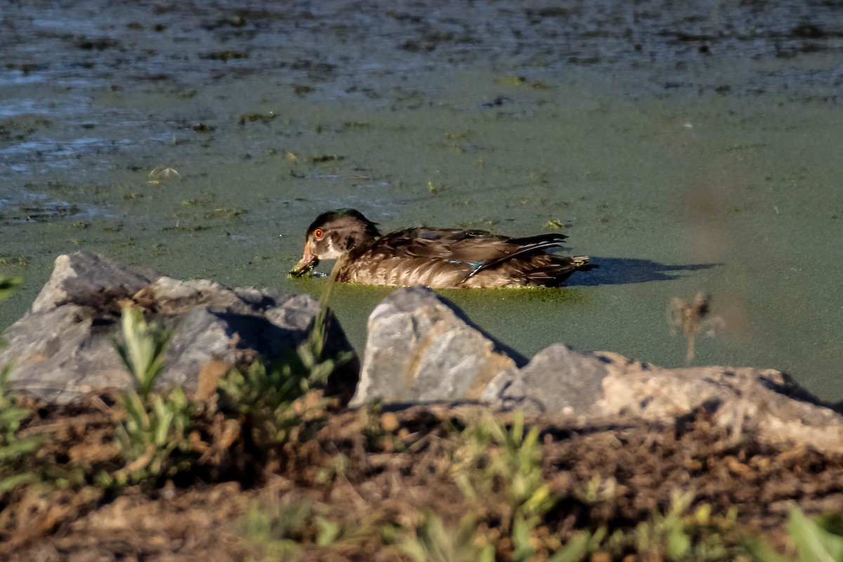 Wood Duck - ML20841171