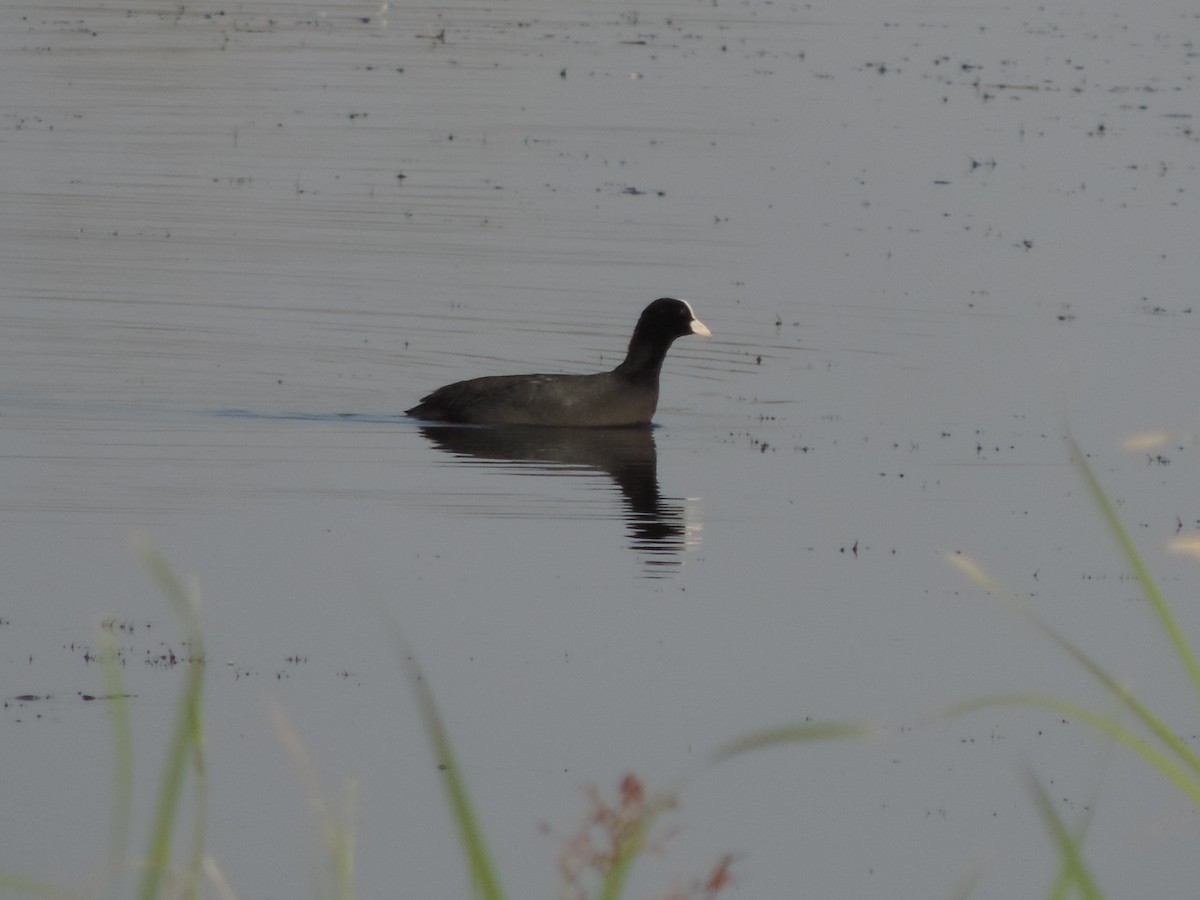 Eurasian Coot - ML208412011