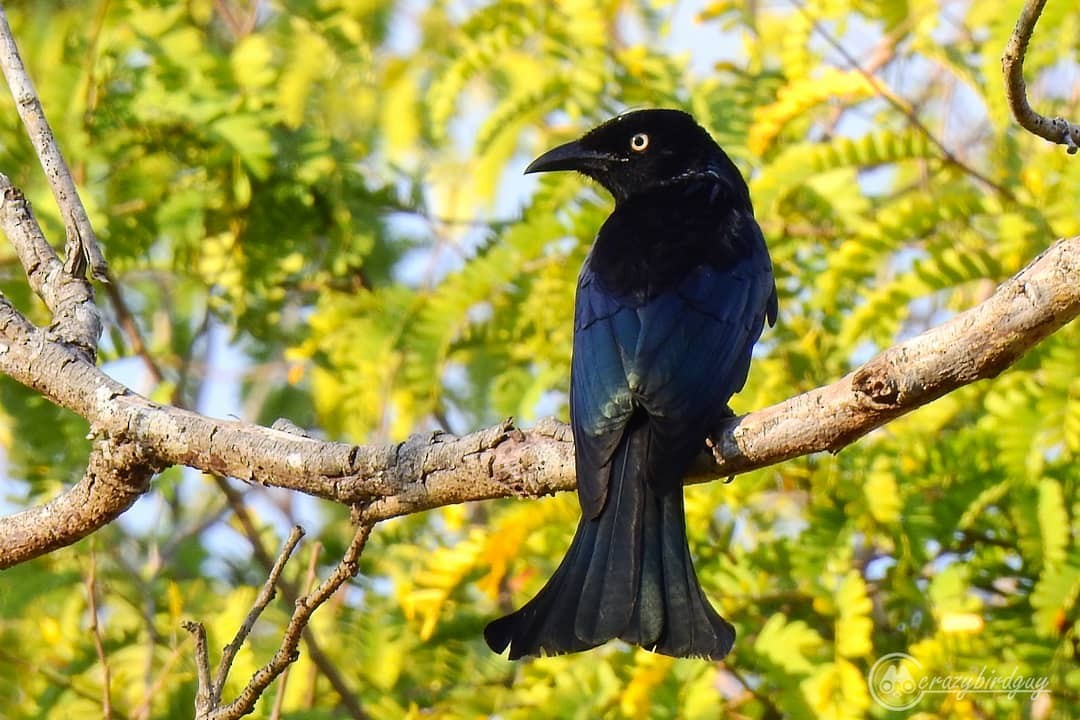 Hair-crested Drongo - ML208412141