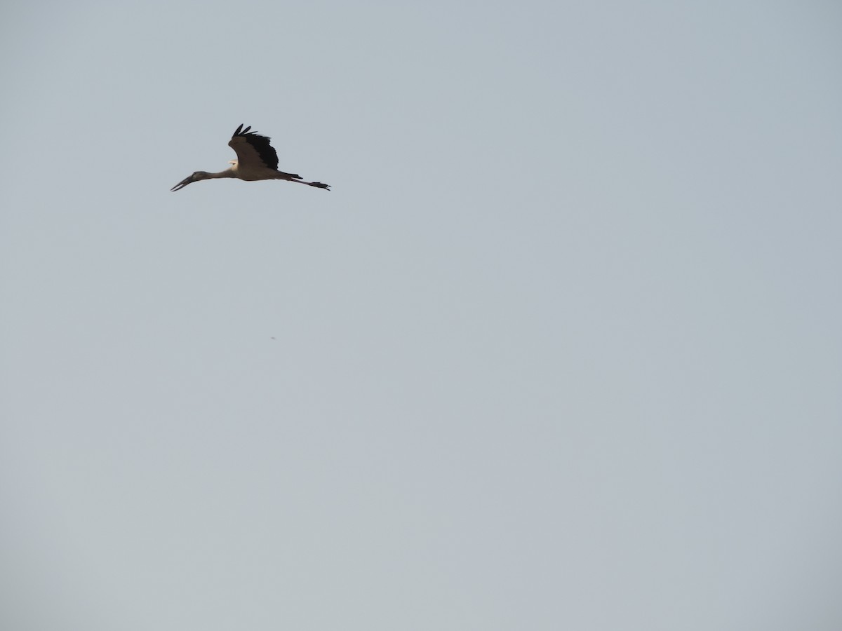 Asian Openbill - Rakshita Ukesh