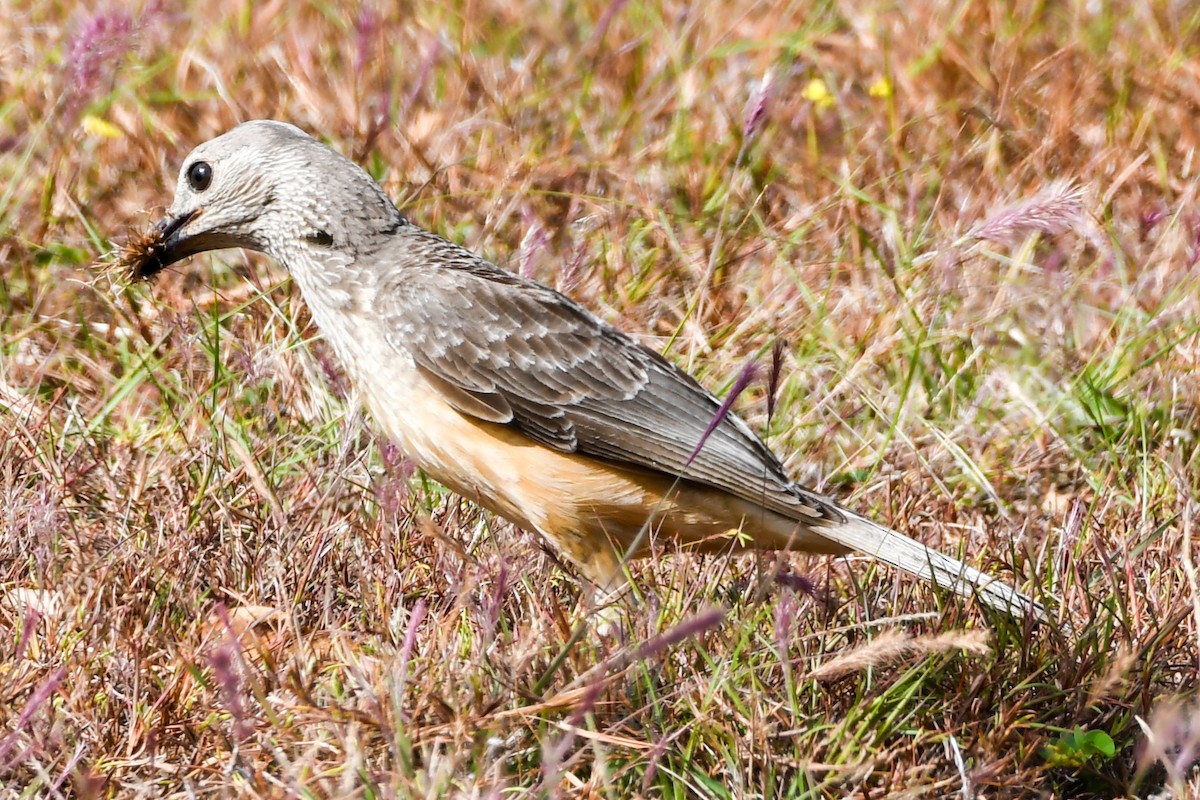 Fawn-breasted Bowerbird - ML208413371