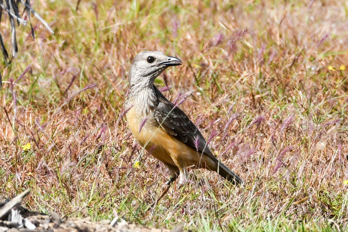 Fawn-breasted Bowerbird - ML208413411