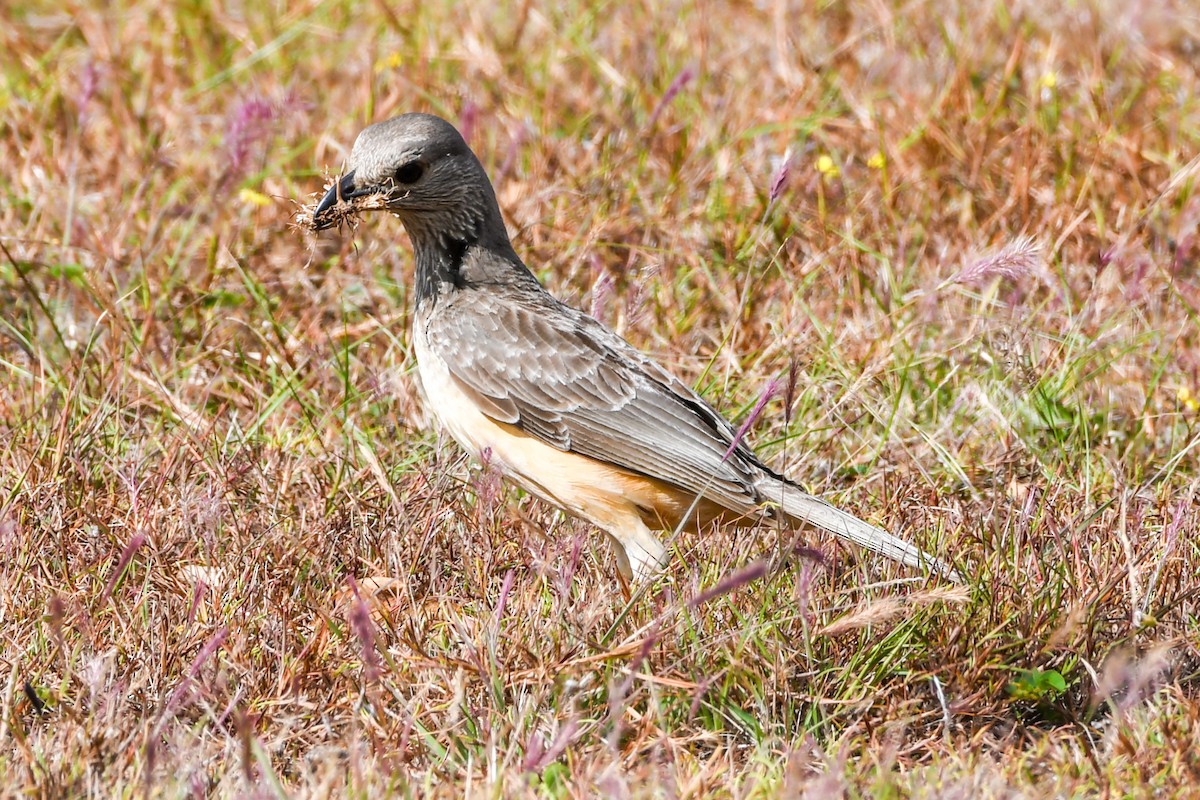 Fawn-breasted Bowerbird - ML208413421