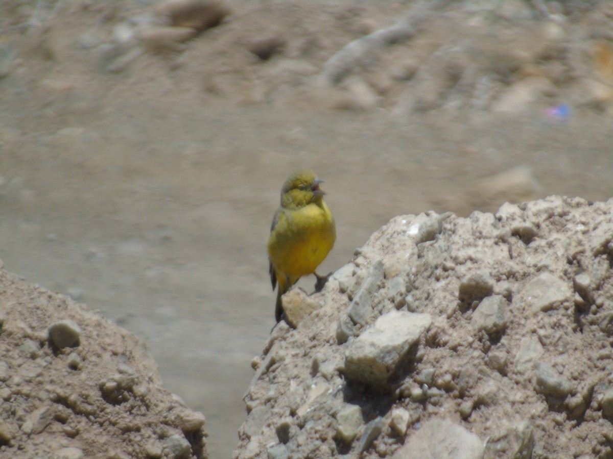 Bright-rumped Yellow-Finch - Juan Mauricio Contreras