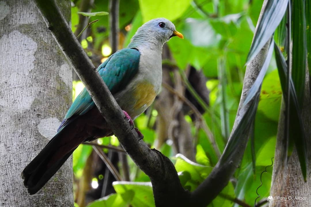 Maroon-chinned Fruit-Dove - ML208414401