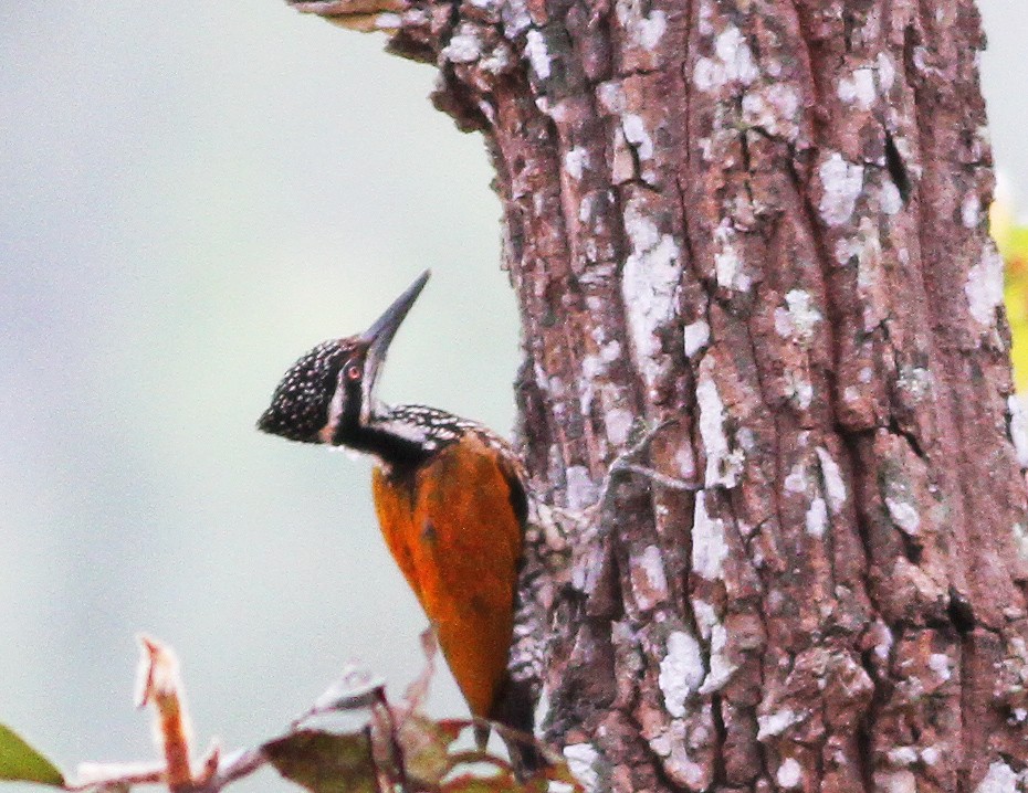 Greater Flameback - Mark  Hogarth