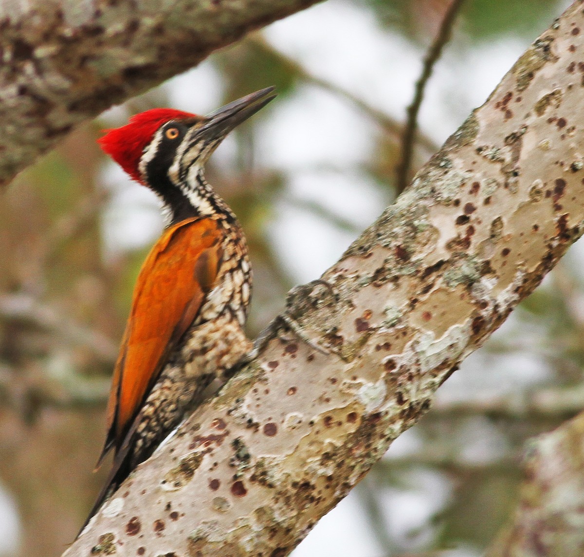 Greater Flameback - Mark  Hogarth