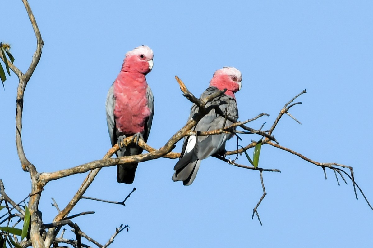 Cacatúa Galah - ML208415951