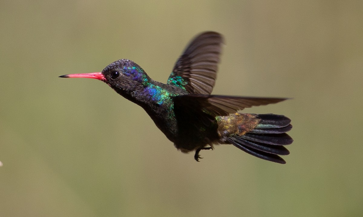 White-chinned Sapphire - Chris Wood