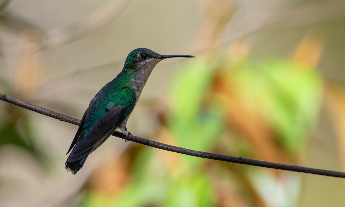 Violet-capped Woodnymph - Chris Wood