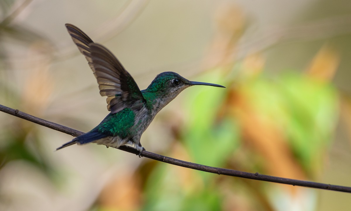 Violet-capped Woodnymph - Chris Wood