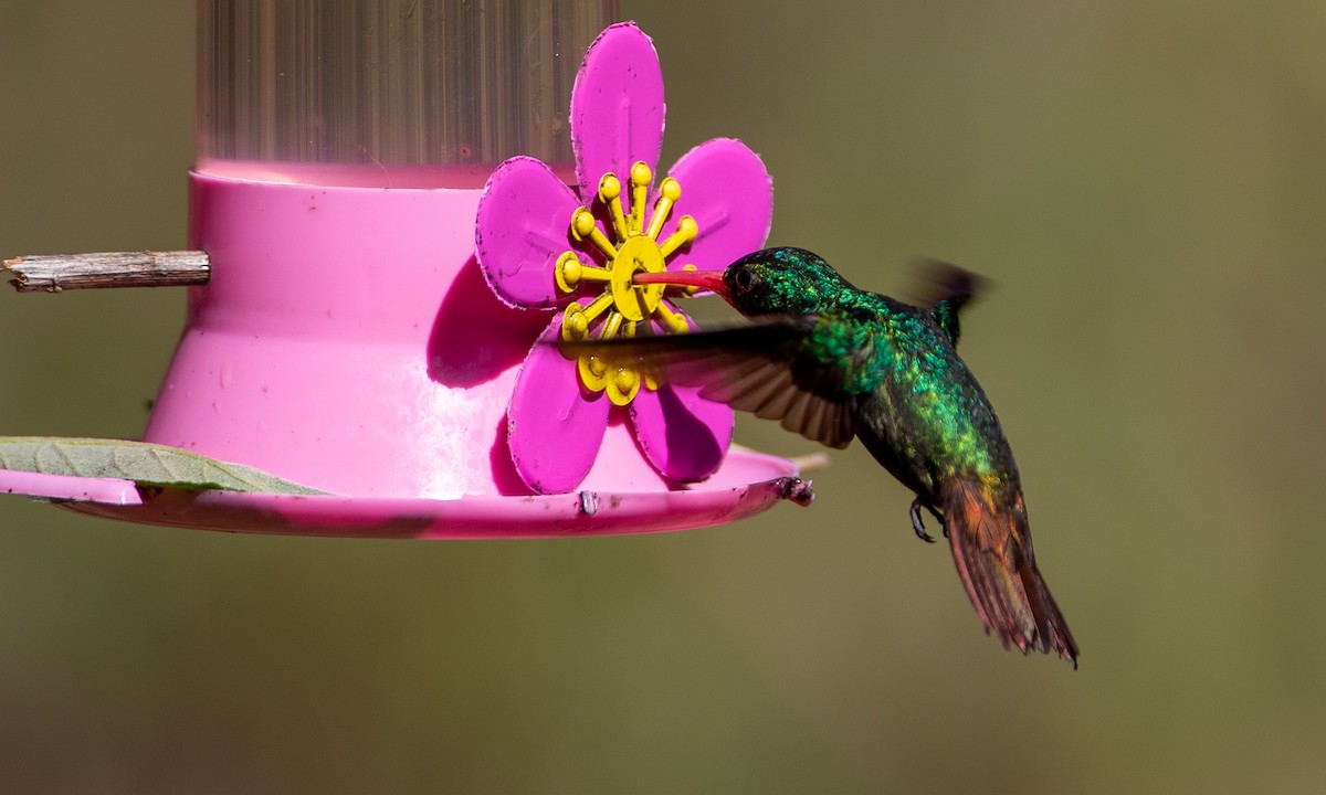 kolibřík savanový - ML208416171