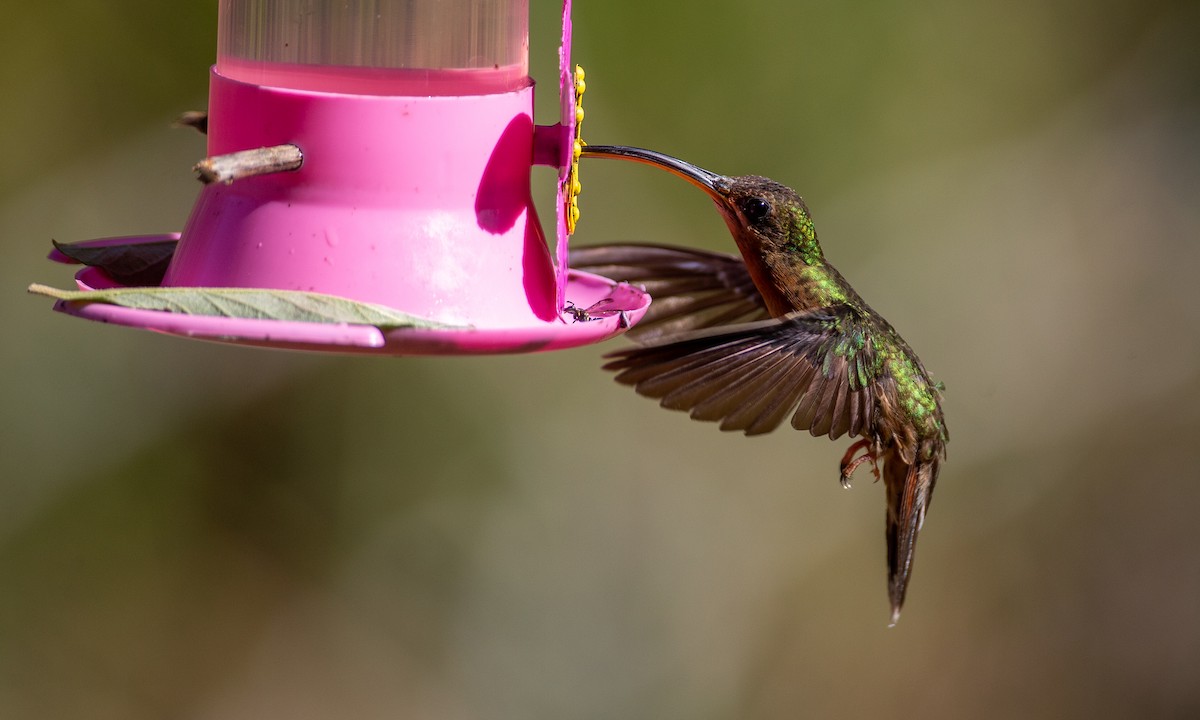 Rufous-breasted Hermit - ML208416221