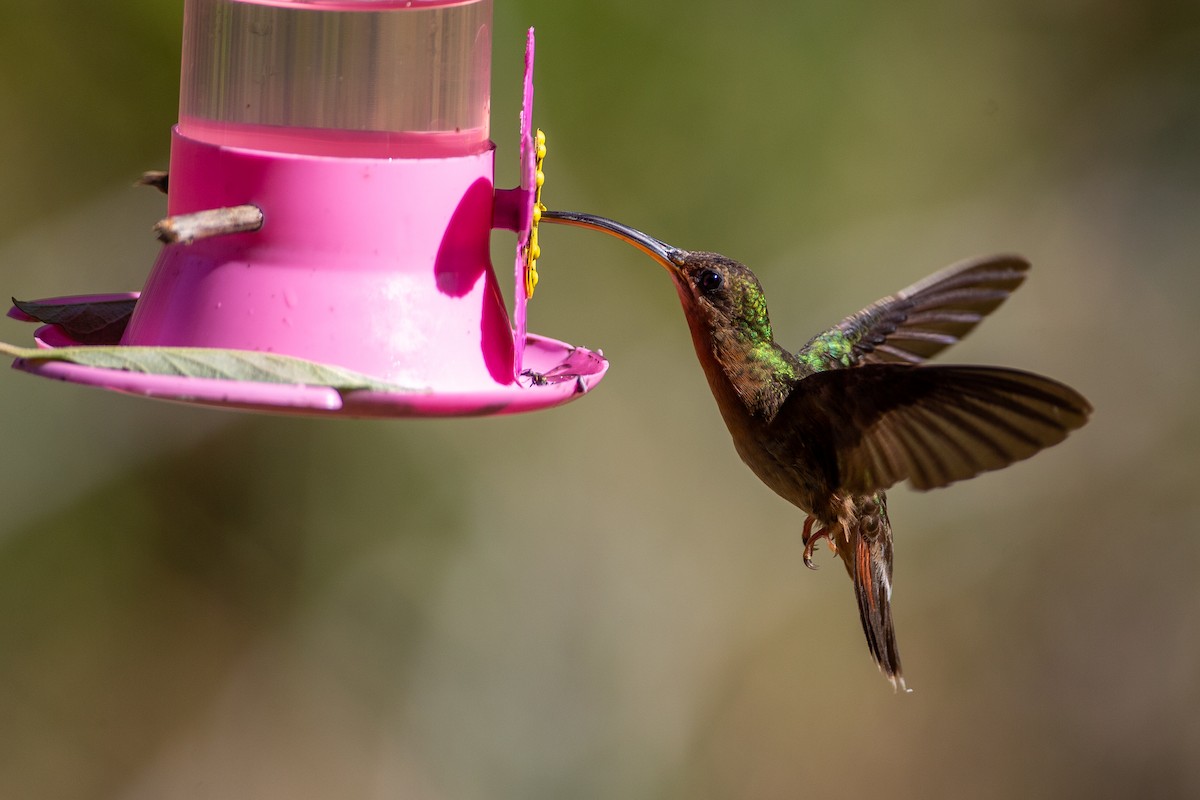 Rufous-breasted Hermit - Chris Wood