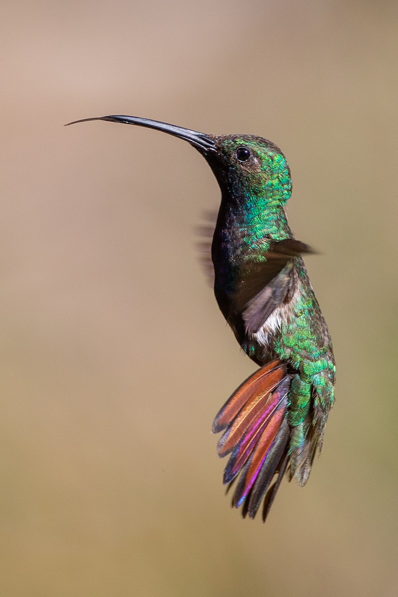 kolibřík tropický - ML208416301
