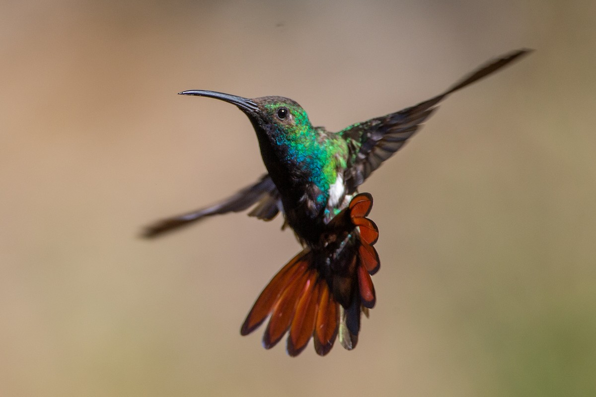 kolibřík tropický - ML208416331