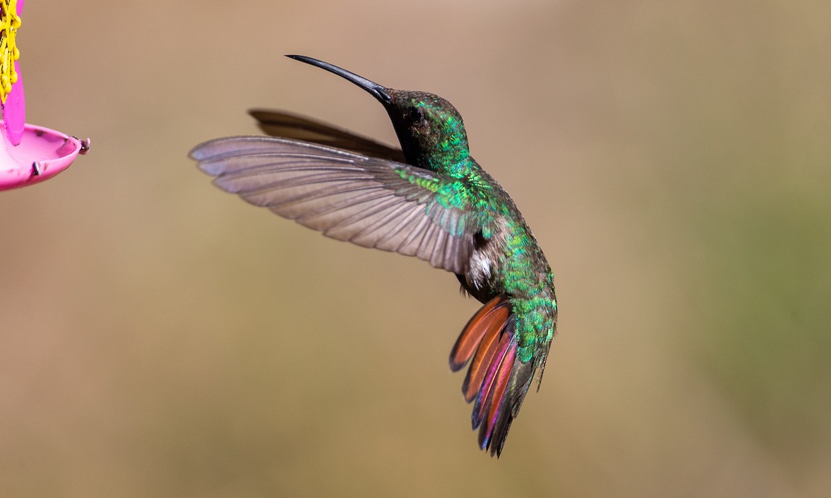 kolibřík tropický - ML208416341