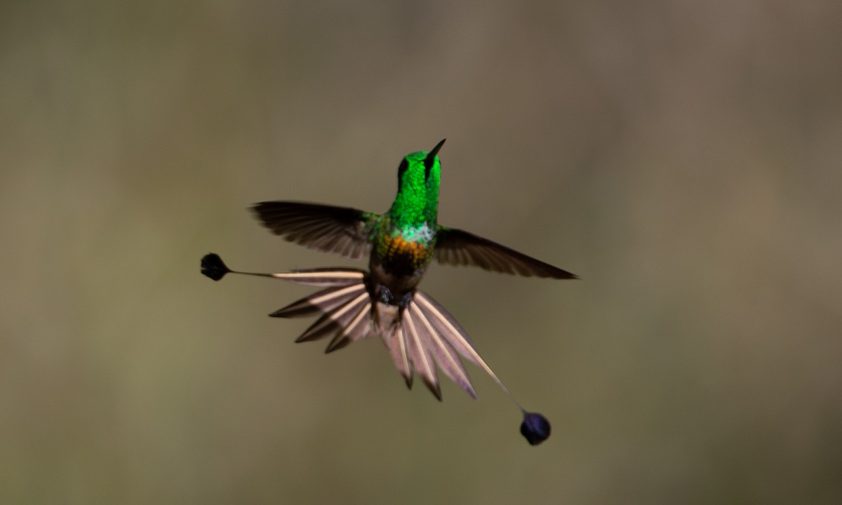 kolibřík pálkoocasý - ML208416641