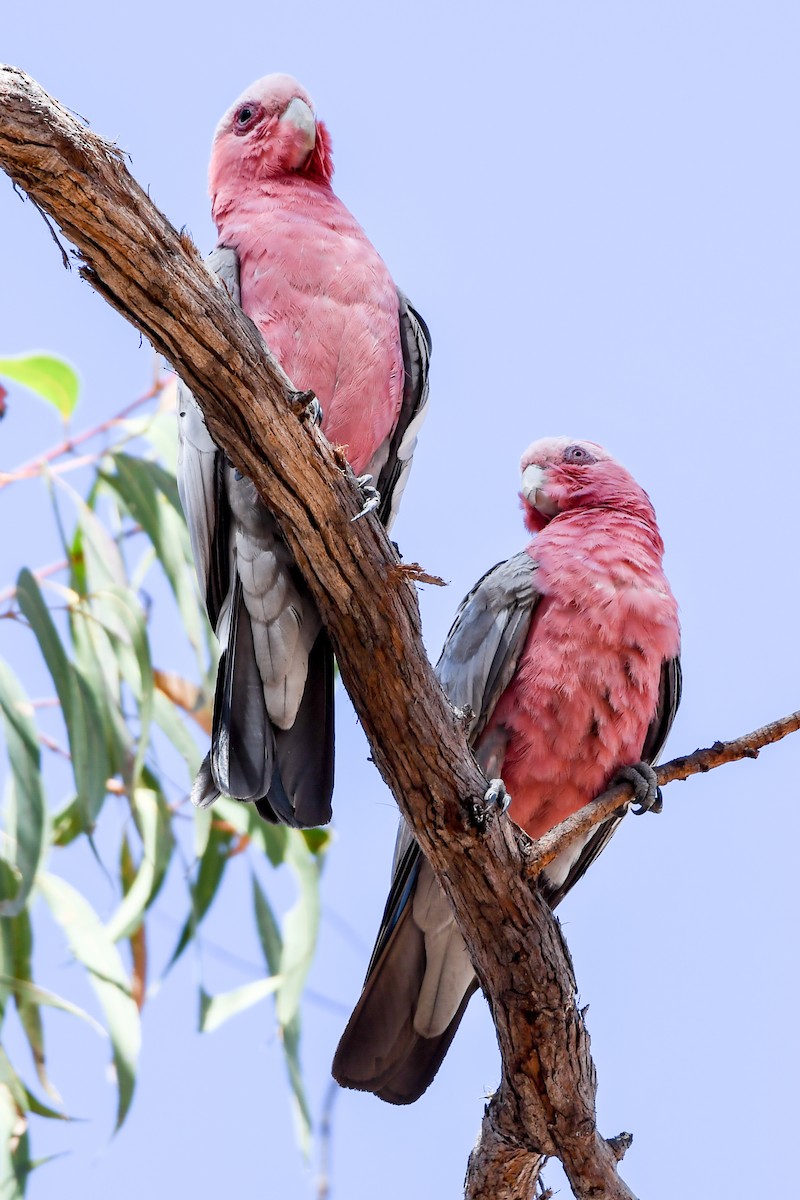 Galah - Alison Bentley