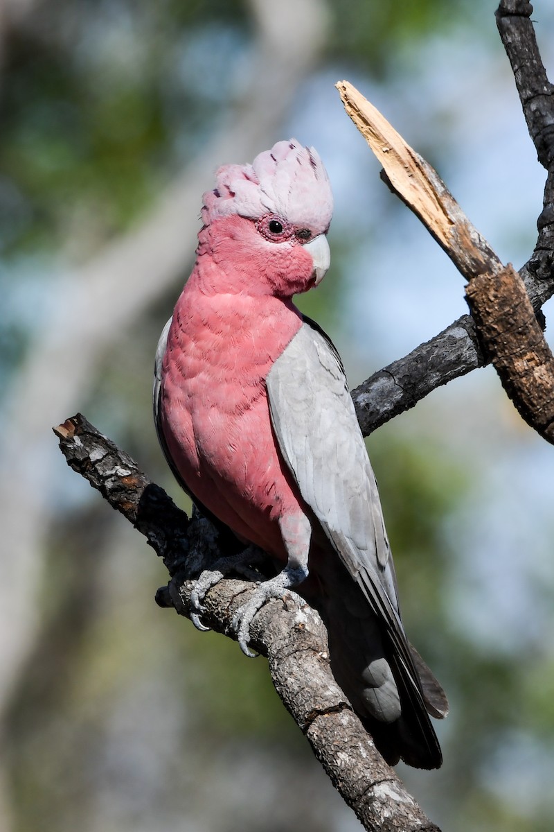 Galah - Alison Bentley