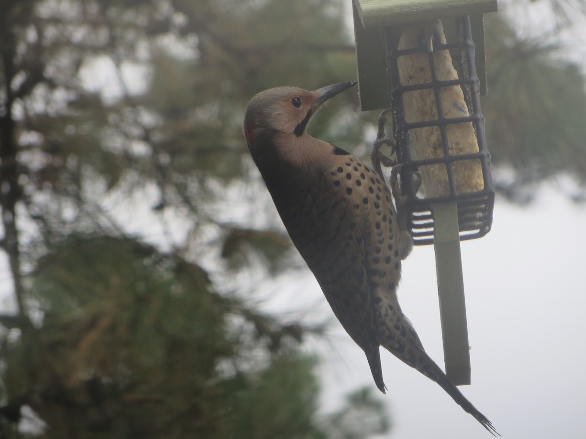 Northern Flicker - Lance Runion 🦤