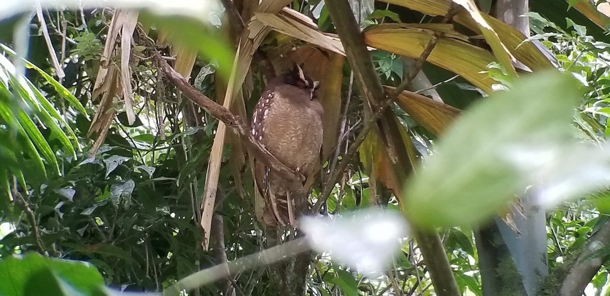 Crested Owl - ML208417781