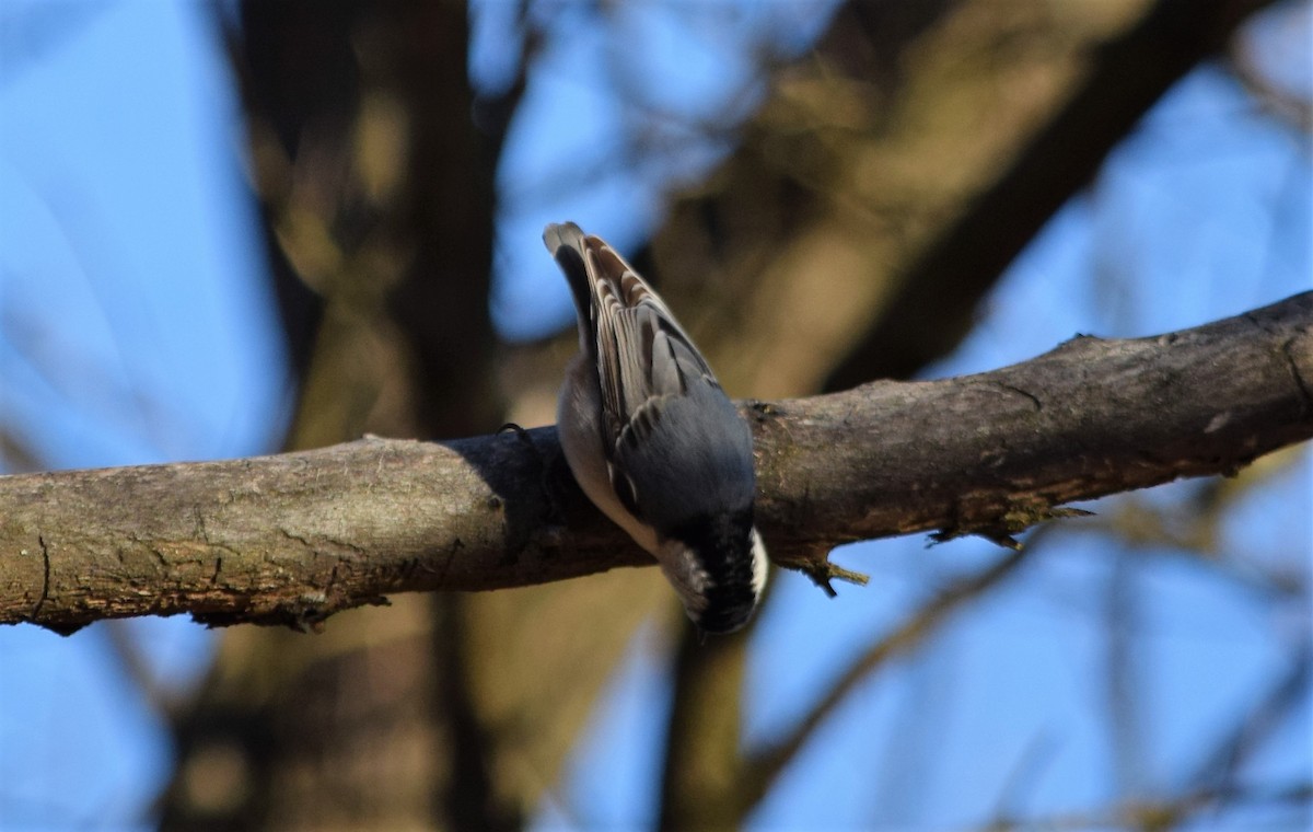 White-breasted Nuthatch - Anne Mytych