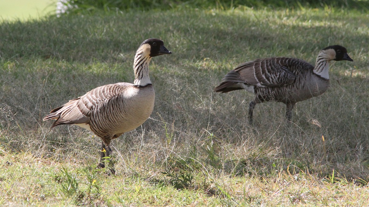 Hawaiian Goose - Daniel Jauvin